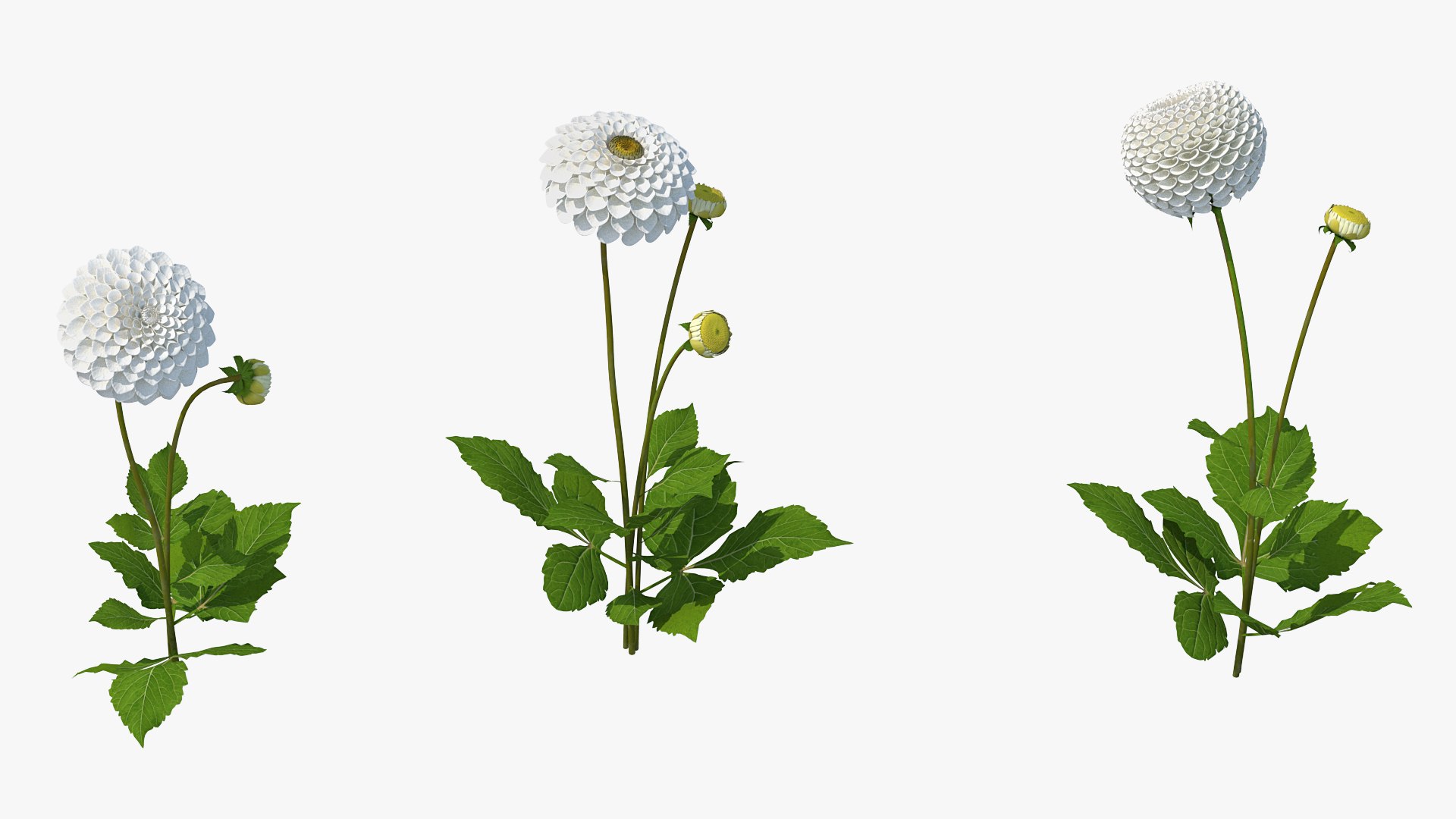 Dahlia Franz Kafka White Set 3D model preview
