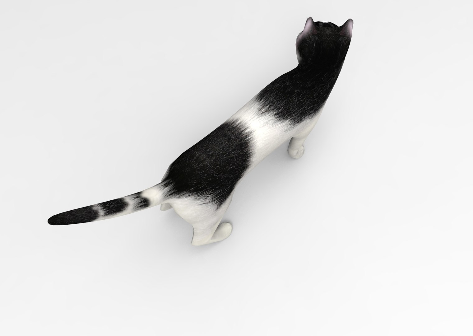3d Cat Rigged