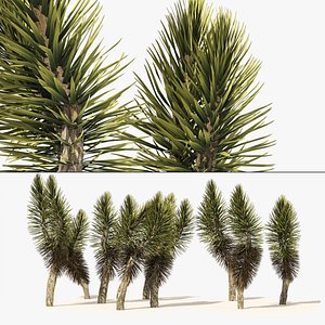 Dracaena marginata trees