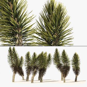Dracaena marginata trees