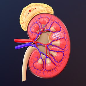 kidney anatomy 3D model