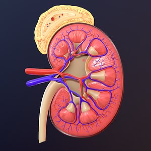 Human Kidney