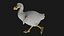 Realistic low polygon rigged dodo bird