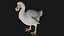 Realistic low polygon rigged dodo bird
