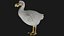 Realistic low polygon rigged dodo bird