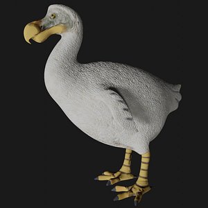 Realistic low polygon rigged dodo bird
