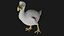 Realistic low polygon rigged dodo bird