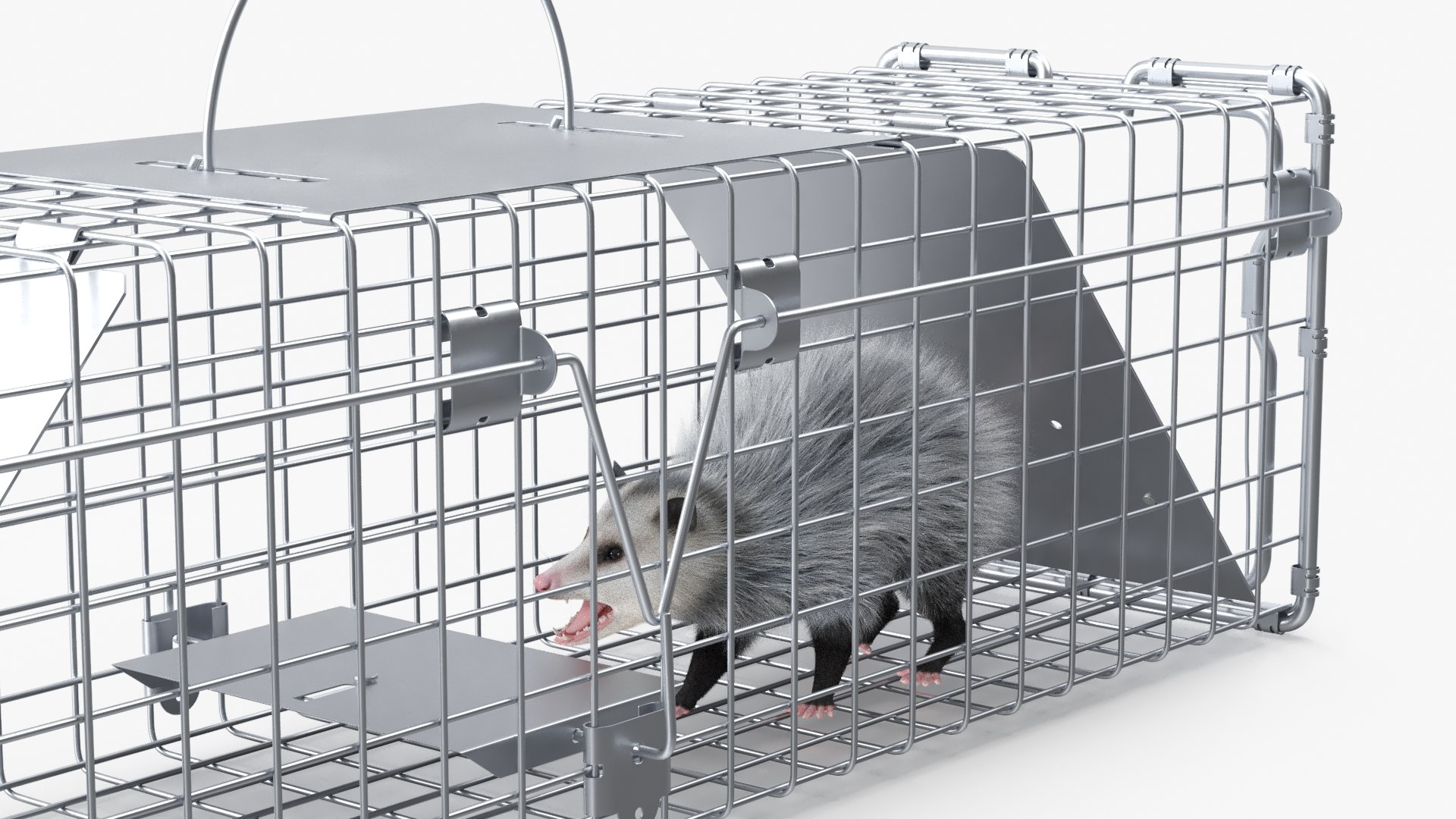 Opossum in Trap Fur 3D model https://p.turbosquid.com/ts-thumb/TJ/u9lODv/8Q/opossum_in_trap_fur_006/jpg/1746159654/1920x1080/fit_q87/880c2d8531ad68332ef2e632e60e83b364ad528b/opossum_in_trap_fur_006.jpg