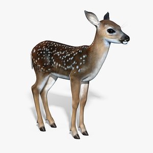 Fawn(Baby Deer)