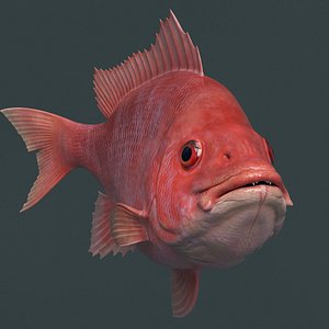 Campeche Red Snapper Idle Rigged For Maya Animated