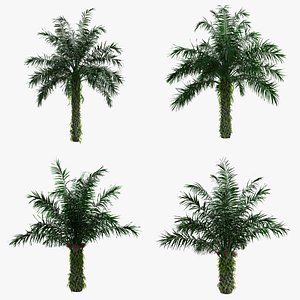 3D Oil Palm Tree Elaeis guineensis pack