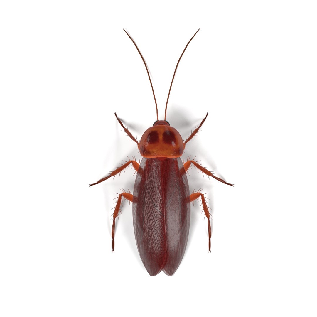 3D Insect - Huge Collection https://p.turbosquid.com/ts-thumb/TK/LHTNmK/uAJnHy01/periplanetaamericanaa/jpg/1661941600/1920x1080/fit_q87/0a5daf93980e049fb0cb9f55fccbd402bfe19d4f/periplanetaamericanaa.jpg