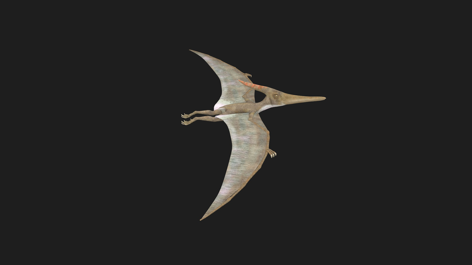 pterodáctilo e pteranodon