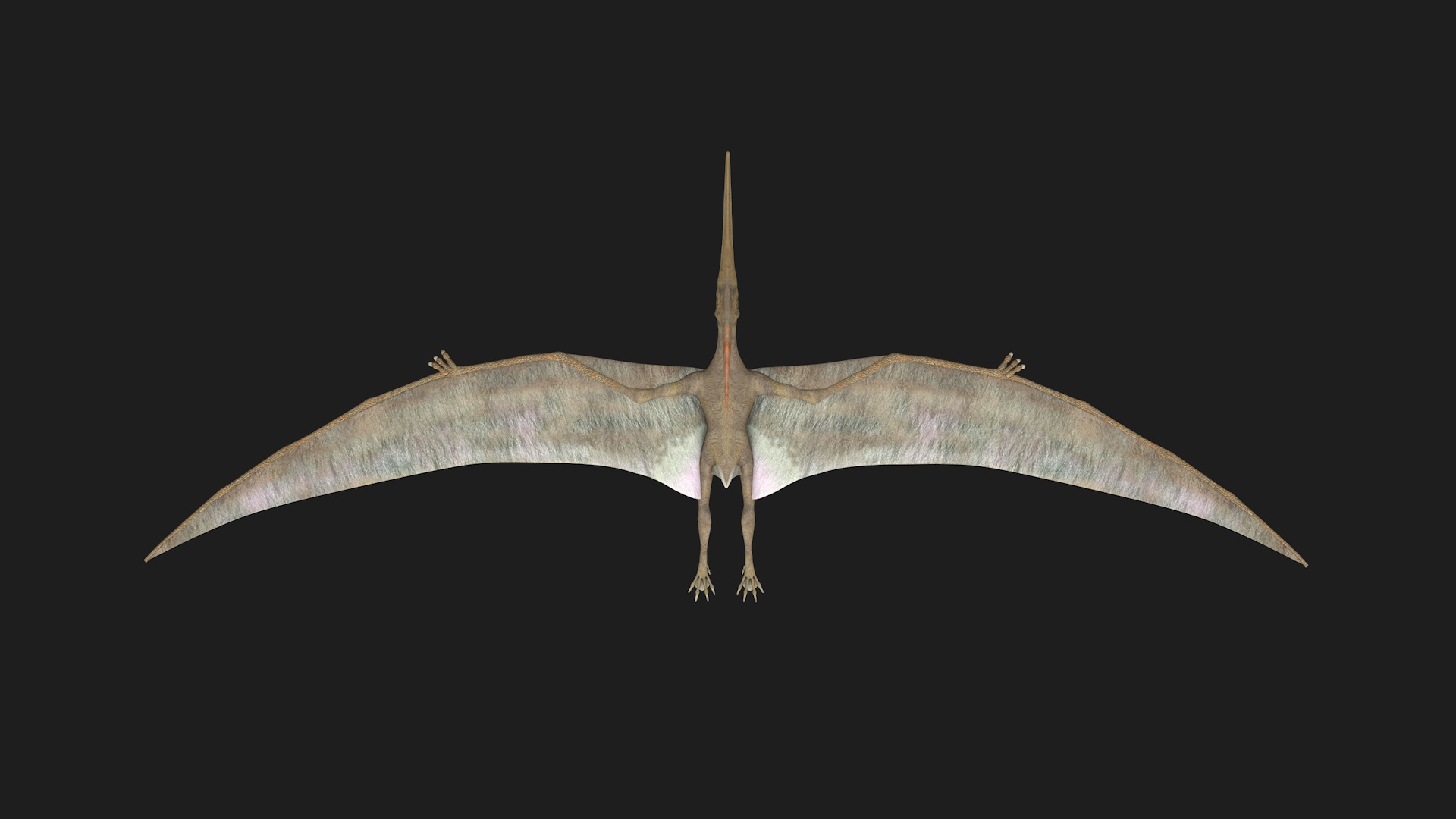 pteranodon 3d