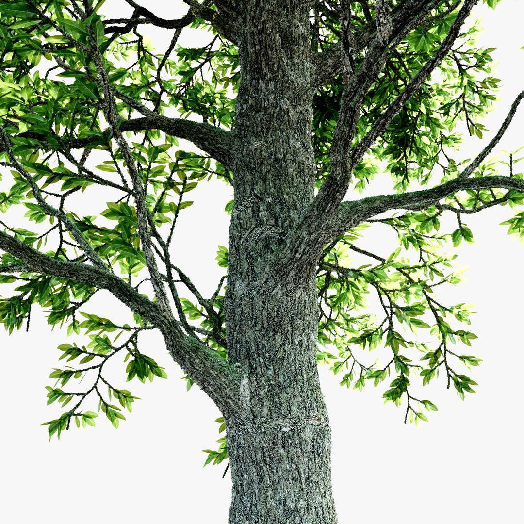 3D linden tree model - TurboSquid 1151344