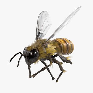 3D model Bee lowpoly rigged