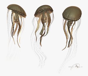 jellyfish jelly 3d model