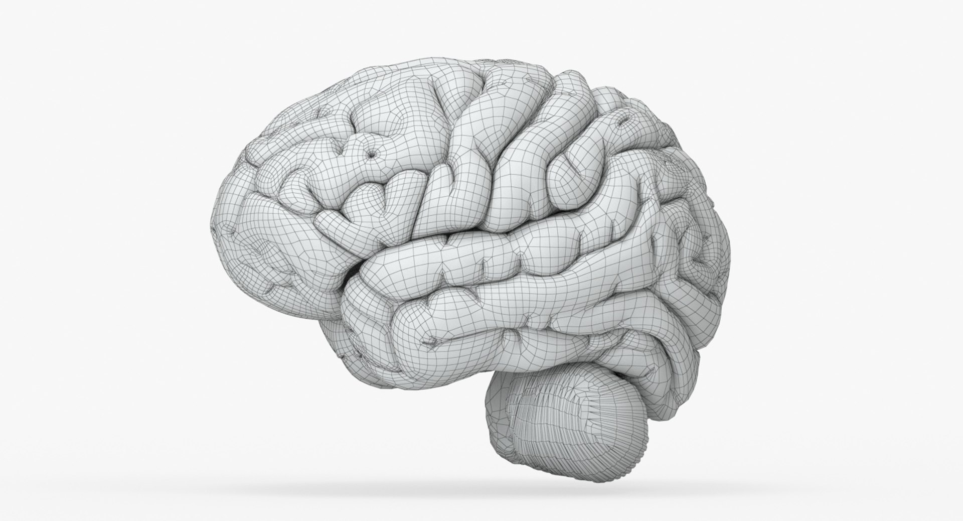 brain anatomical segments 3D model https://p.turbosquid.com/ts-thumb/TK/c1eAzd/9wIkLS9g/brain_anatomical_segments_grids_0004/jpg/1551382676/1920x1080/fit_q87/4a80bd97f77524b19a806a66cfef9eb9e57f76d5/brain_anatomical_segments_grids_0004.jpg