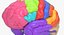 Brain Anatomical Segments