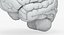 Brain Anatomical Segments