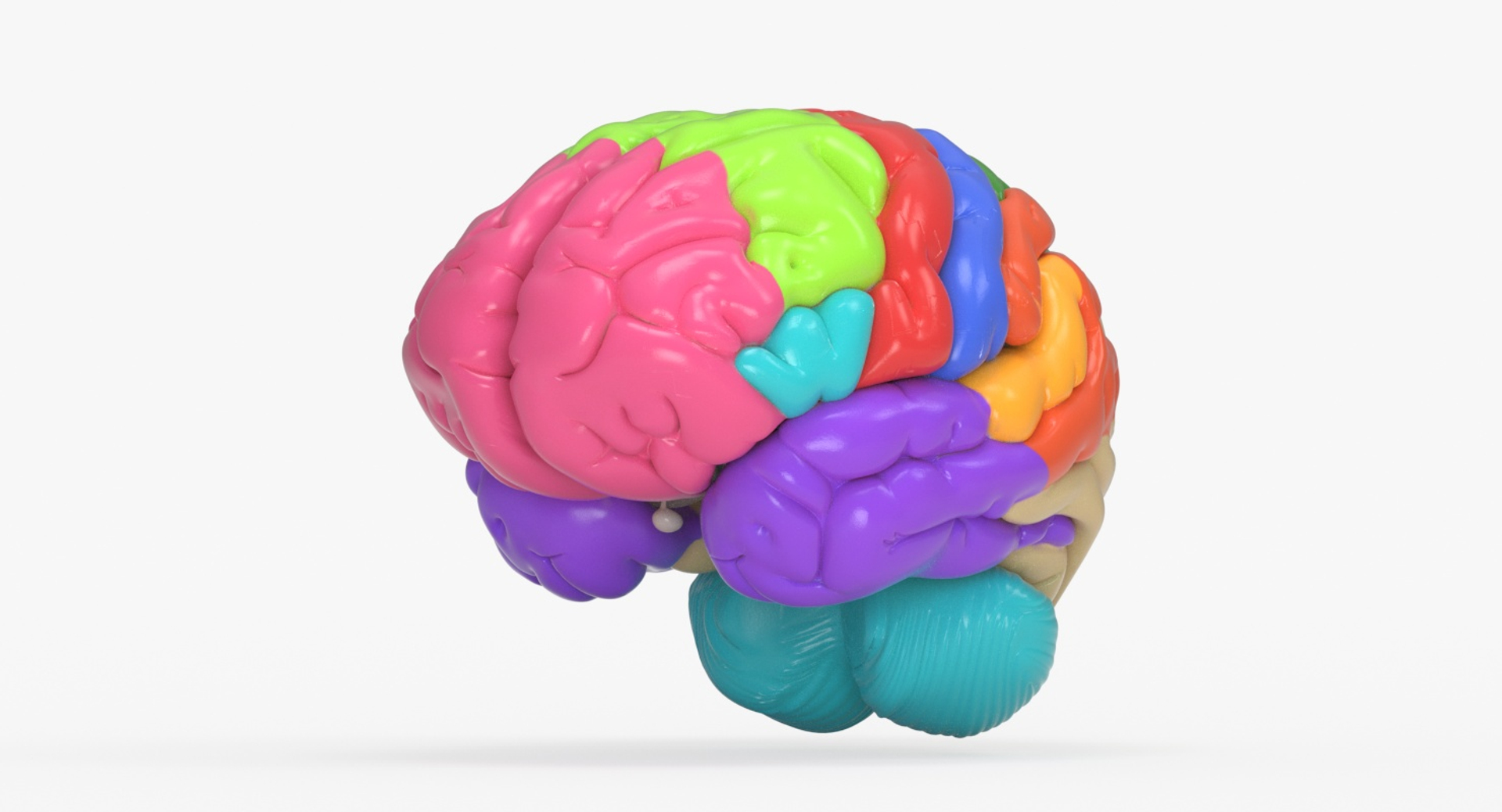 brain anatomical segments 3D model https://p.turbosquid.com/ts-thumb/TK/c1eAzd/LA4MbAfF/bronchi_anatomical/jpg/1551382978/1920x1080/turn_fit_q99/9825eb2f00e944f399510abf9c6c2c174c3109a1/bronchi_anatomical-1.jpg