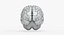 Brain Anatomical Segments