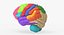 Brain Anatomical Segments