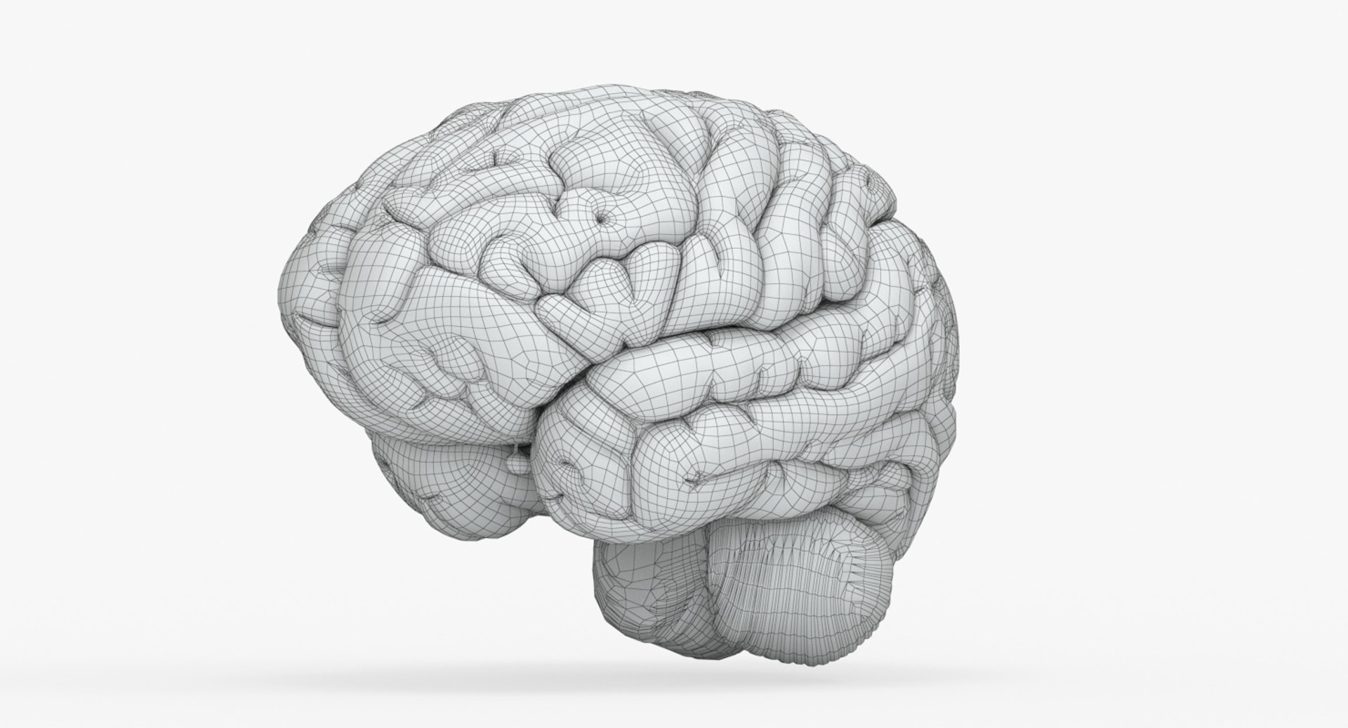 brain anatomical segments 3D model https://p.turbosquid.com/ts-thumb/TK/c1eAzd/cuBeOitP/brain_anatomical_segments_grids_0007/jpg/1551382676/1920x1080/fit_q87/40a5f4df33d6b52f1b223c25c2e64337700ad0c3/brain_anatomical_segments_grids_0007.jpg