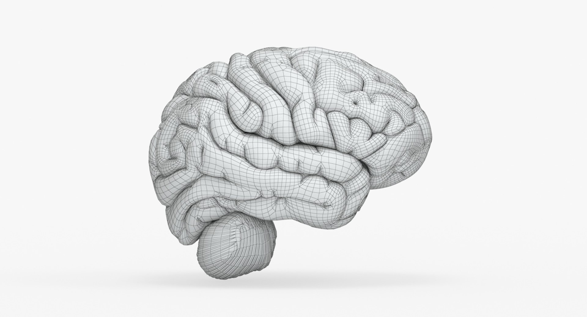 brain anatomical segments 3D model https://p.turbosquid.com/ts-thumb/TK/c1eAzd/g38iRwOX/brain_anatomical_segments_grids_0000/jpg/1551382676/1920x1080/fit_q87/0ee01625c3c8dd0a95fd047fba1a5f31dc7c0ce5/brain_anatomical_segments_grids_0000.jpg