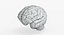 Brain Anatomical Segments