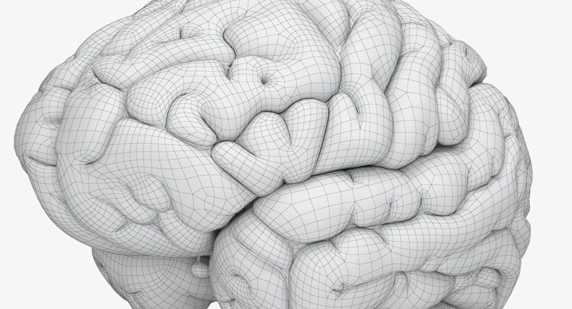 brain anatomical segments 3D model https://p.turbosquid.com/ts-thumb/TK/c1eAzd/h1GwQOhR/brain_anatomical_segments_grids_0010/jpg/1551382676/1920x1080/fit_q87/e514121cf85c27c7a886c491940ec3e8dee84311/brain_anatomical_segments_grids_0010.jpg