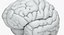 Brain Anatomical Segments
