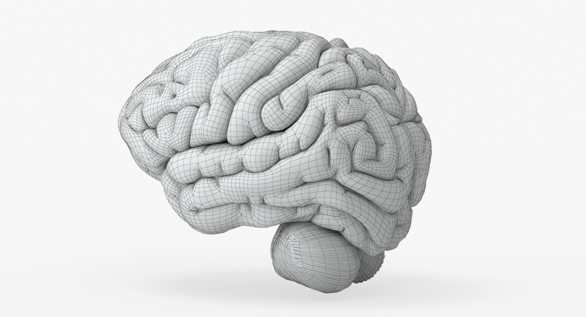 brain anatomical segments 3D model https://p.turbosquid.com/ts-thumb/TK/c1eAzd/iOX6oi5f/brain_anatomical_segments_grids_0008/jpg/1551382676/1920x1080/fit_q87/44ce63e0dad953a6952128961369d60d78c0da45/brain_anatomical_segments_grids_0008.jpg