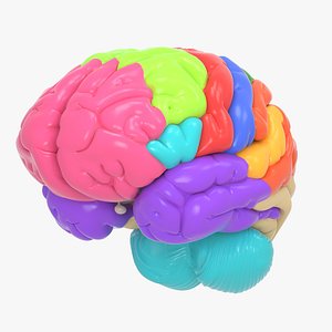 brain anatomical segments 3D model