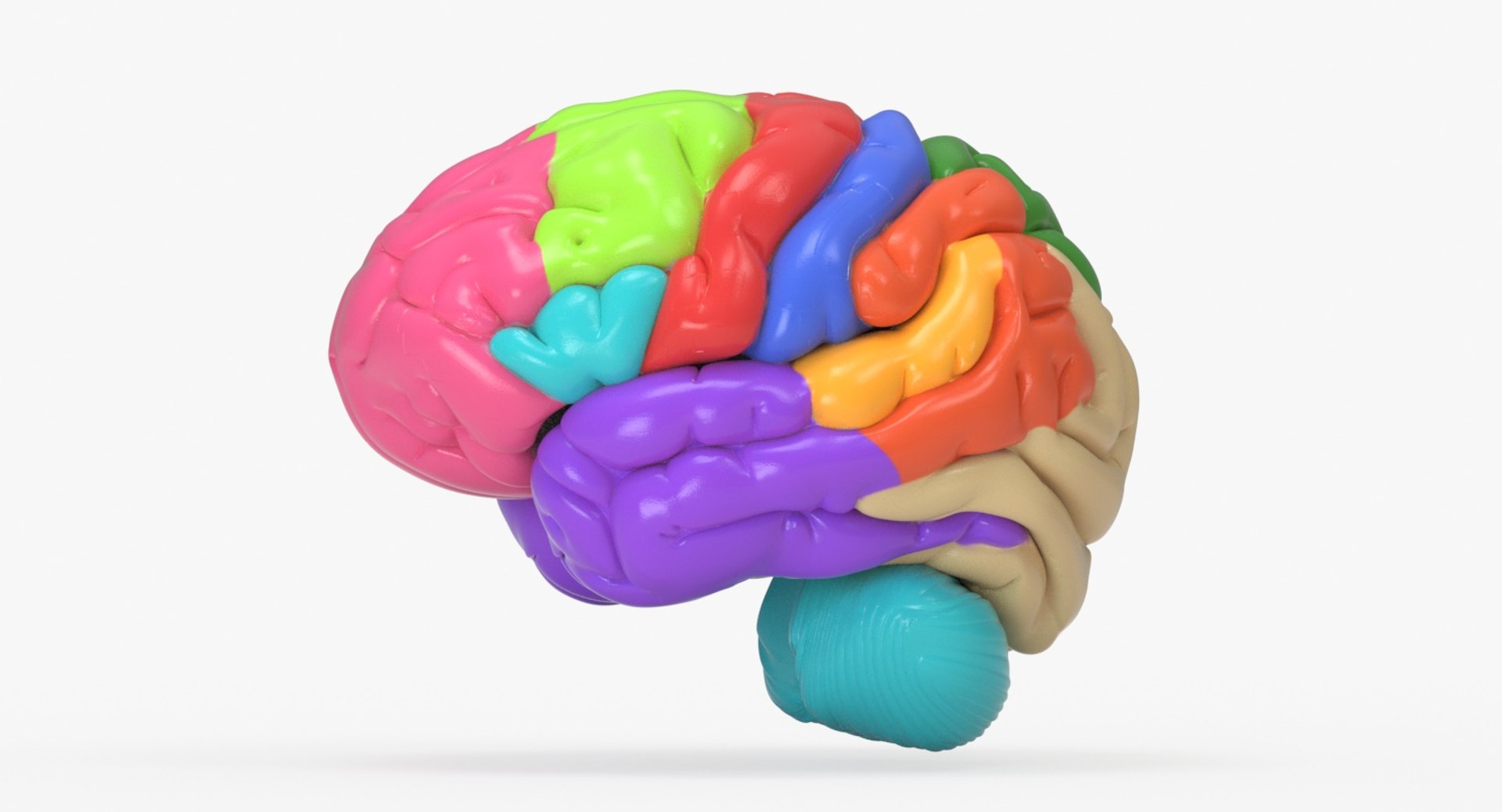 brain anatomical segments 3D model https://p.turbosquid.com/ts-thumb/TK/c1eAzd/zRJPQKmp/brain_anatomical_segments_0004/jpg/1551382676/1920x1080/fit_q87/00fd3ee14c97a966ad6df0d99349aee25c05beda/brain_anatomical_segments_0004.jpg