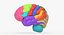 Brain Anatomical Segments