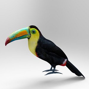 Toucan Keel billed