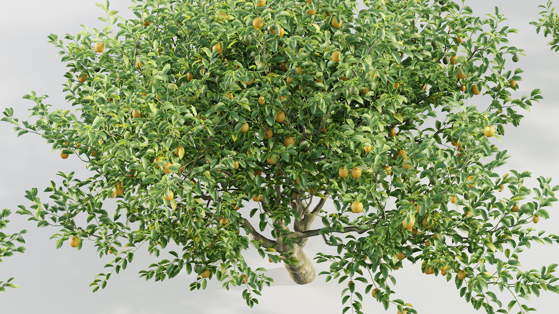 Citrus Limon Lemon 3D Model 3D Model - TurboSquid 2117813