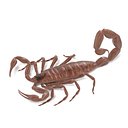 Centruroides Vittatus