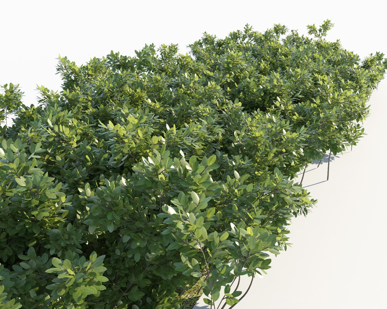realistic hedges max https://p.turbosquid.com/ts-thumb/TL/XizFL0/IOuNWDzC/shrubs_scatterable3/jpg/1580236560/1920x1080/fit_q87/781d9e54c7e074843715dbcd0b81cb34d40aa6ad/shrubs_scatterable3.jpg