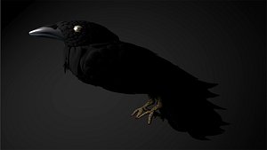 Raven model
