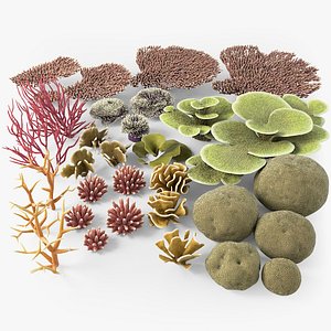 3D Corals Big Collection model