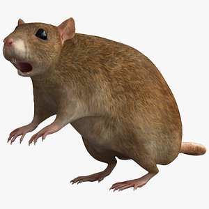 lightwave rat rodent modelled