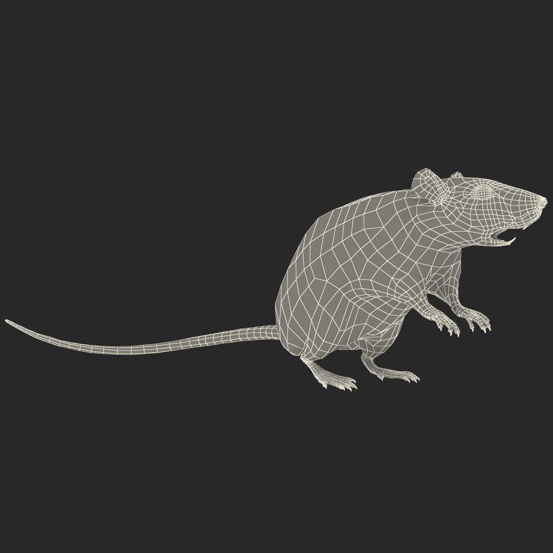 Lightwave Rat Rodent Modelled