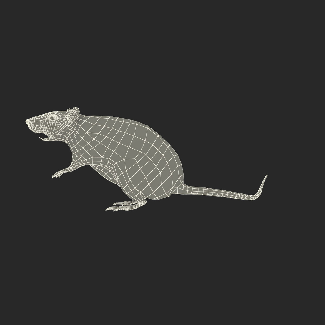Lightwave Rat Rodent Modelled