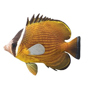 3D Oriental Butterflyfish