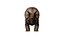Triceratops