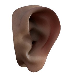 An anatomically correct ear