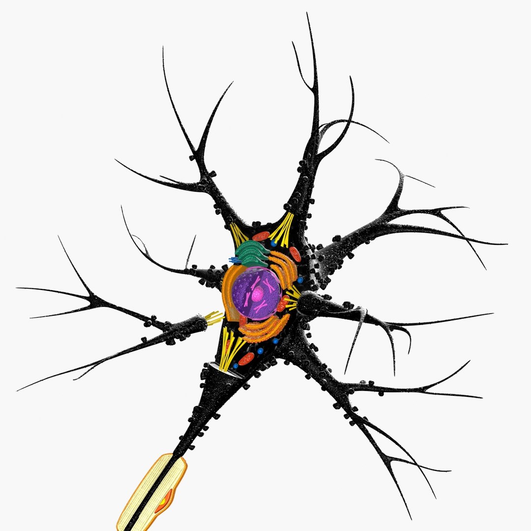 Neuron Synapse Network C4d