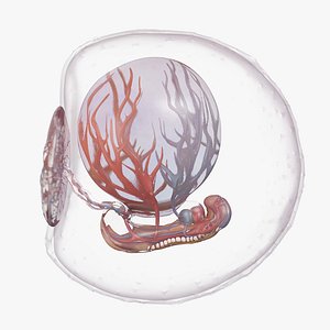 3D Human Embryo Stage 11